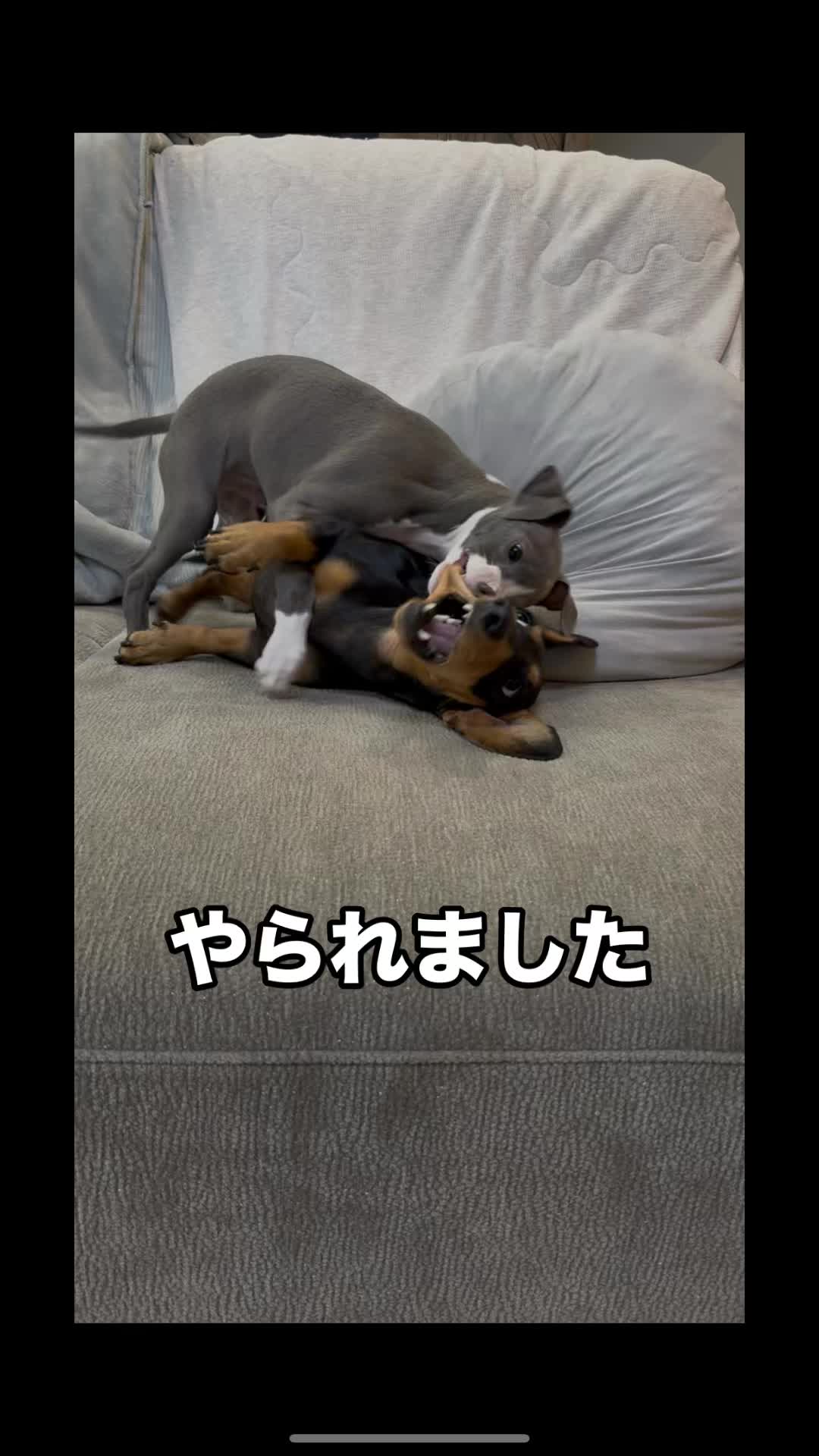 @バディーとジュニア