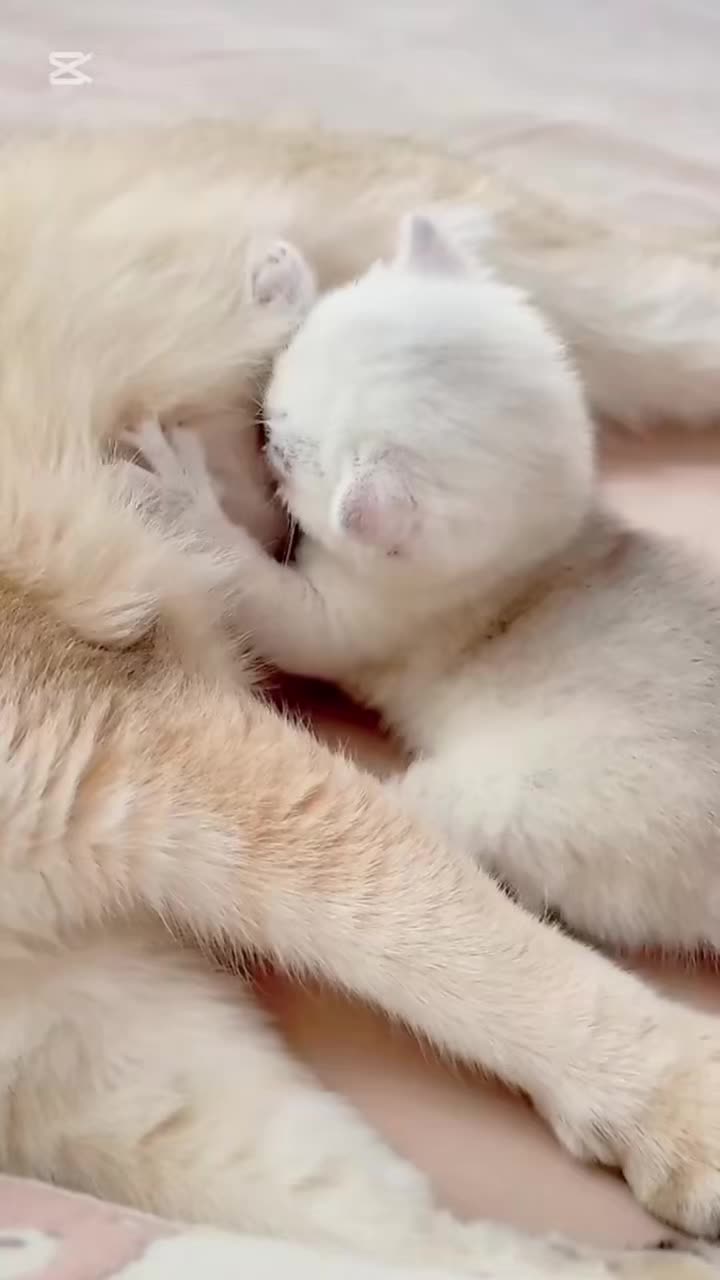@catbosssss