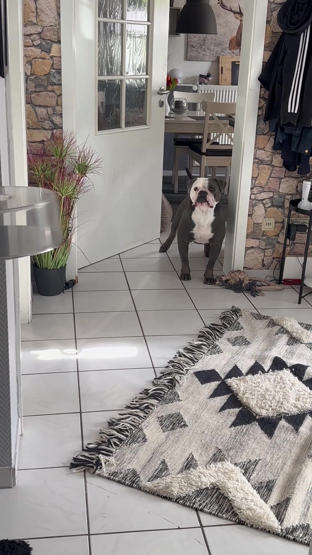 @Kalle 🐕
