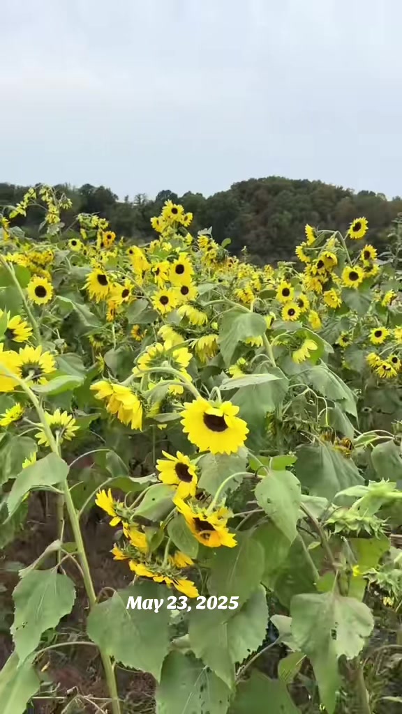 @shoptennesseelivin