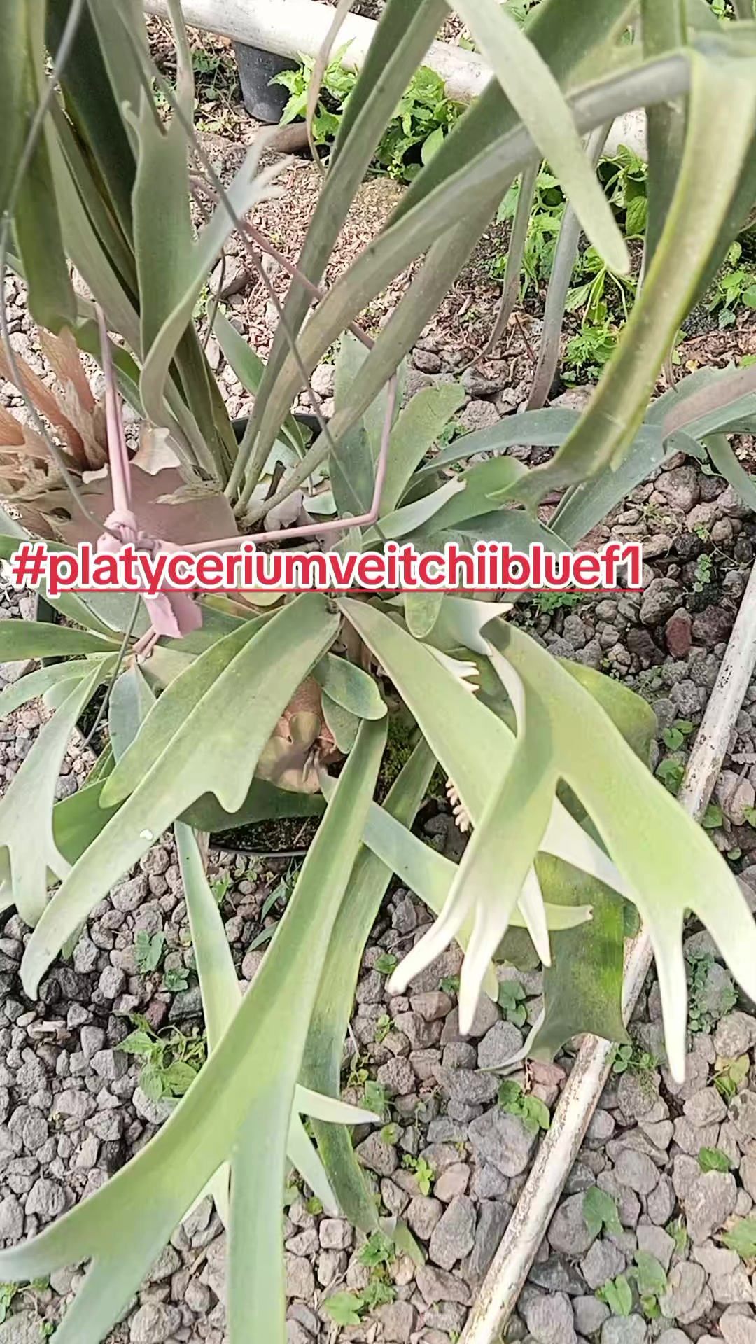 @LATANSA PLATYCERIUM NURSERY