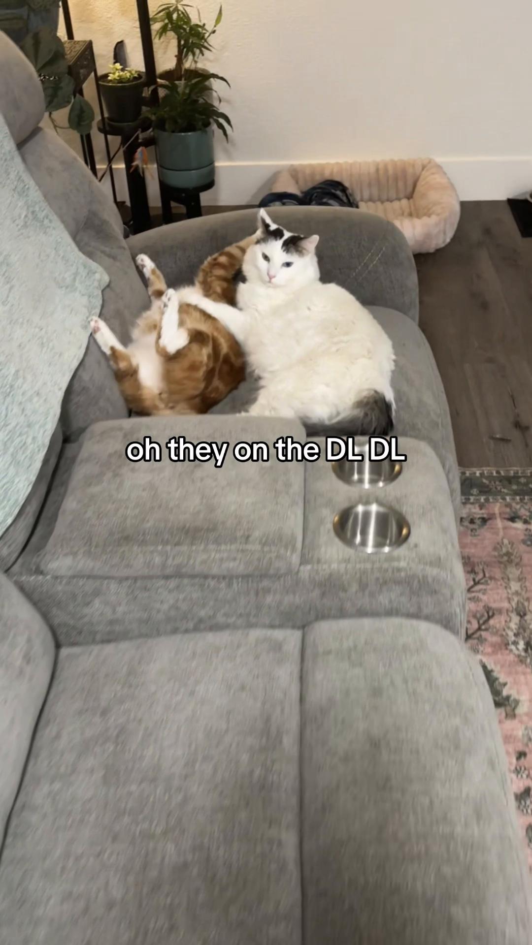 @bdhyxgav