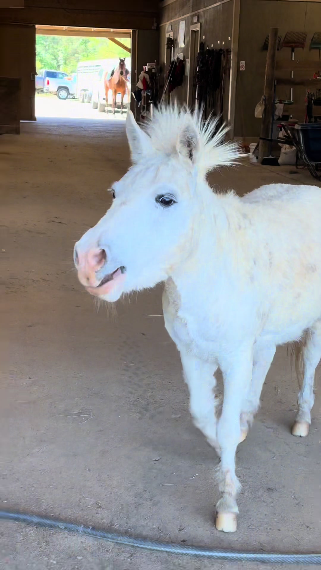 @MS Horse Rescue
