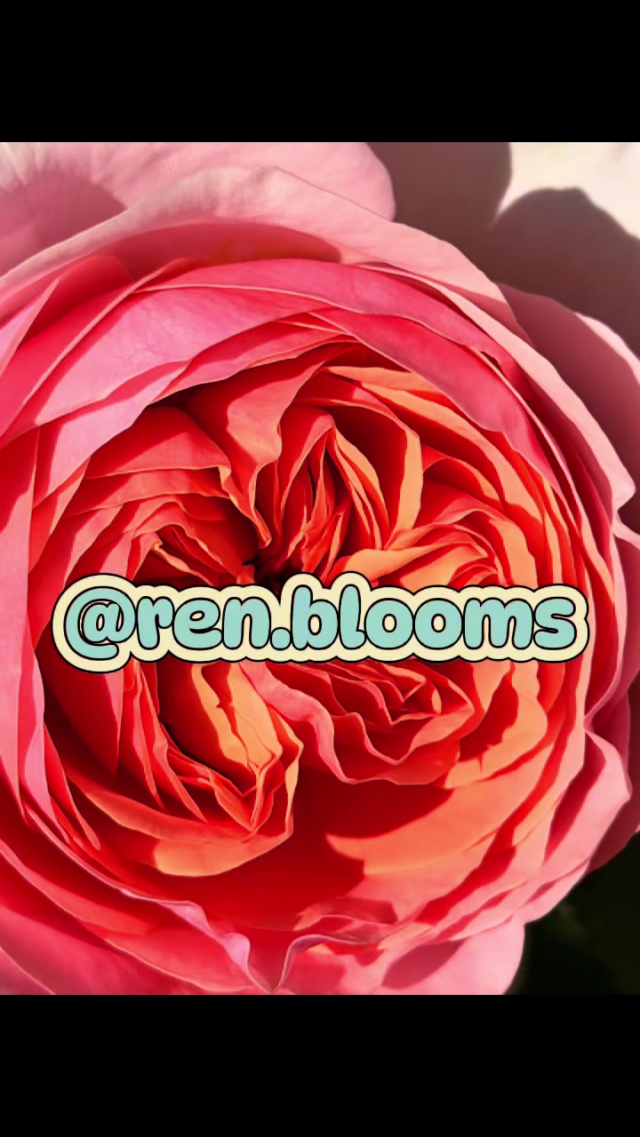 @ren.blooms