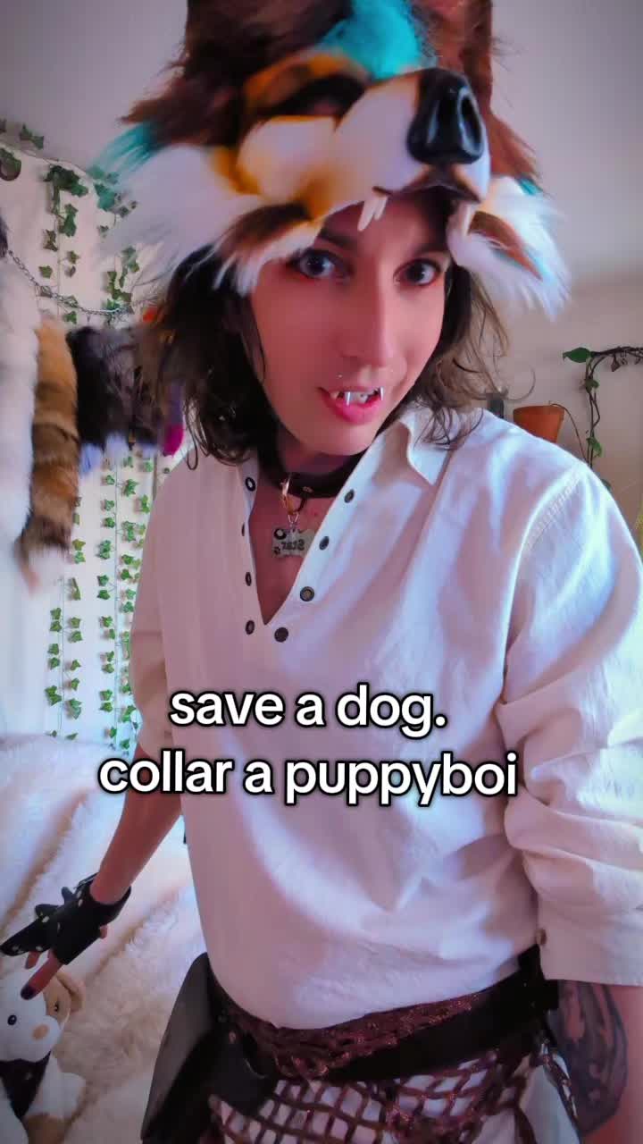 @starlit wolf