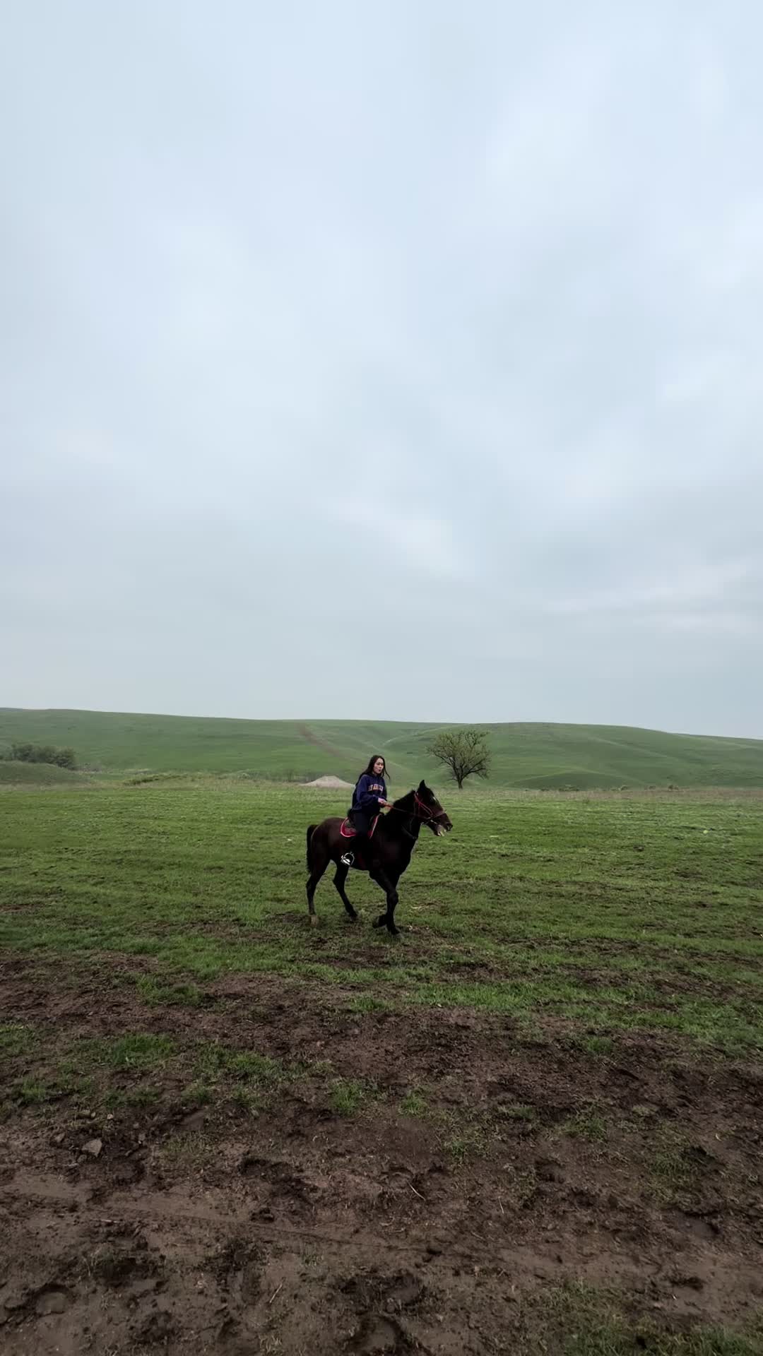 @Horses TikTok