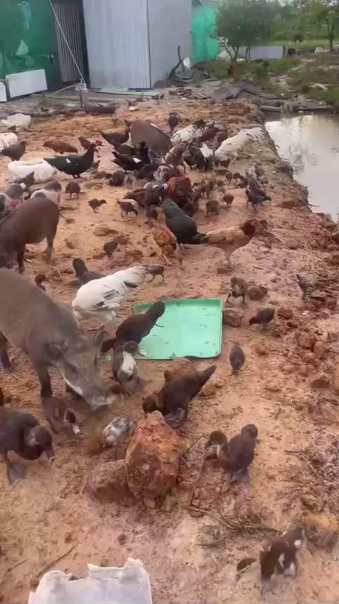 @funny farm1990