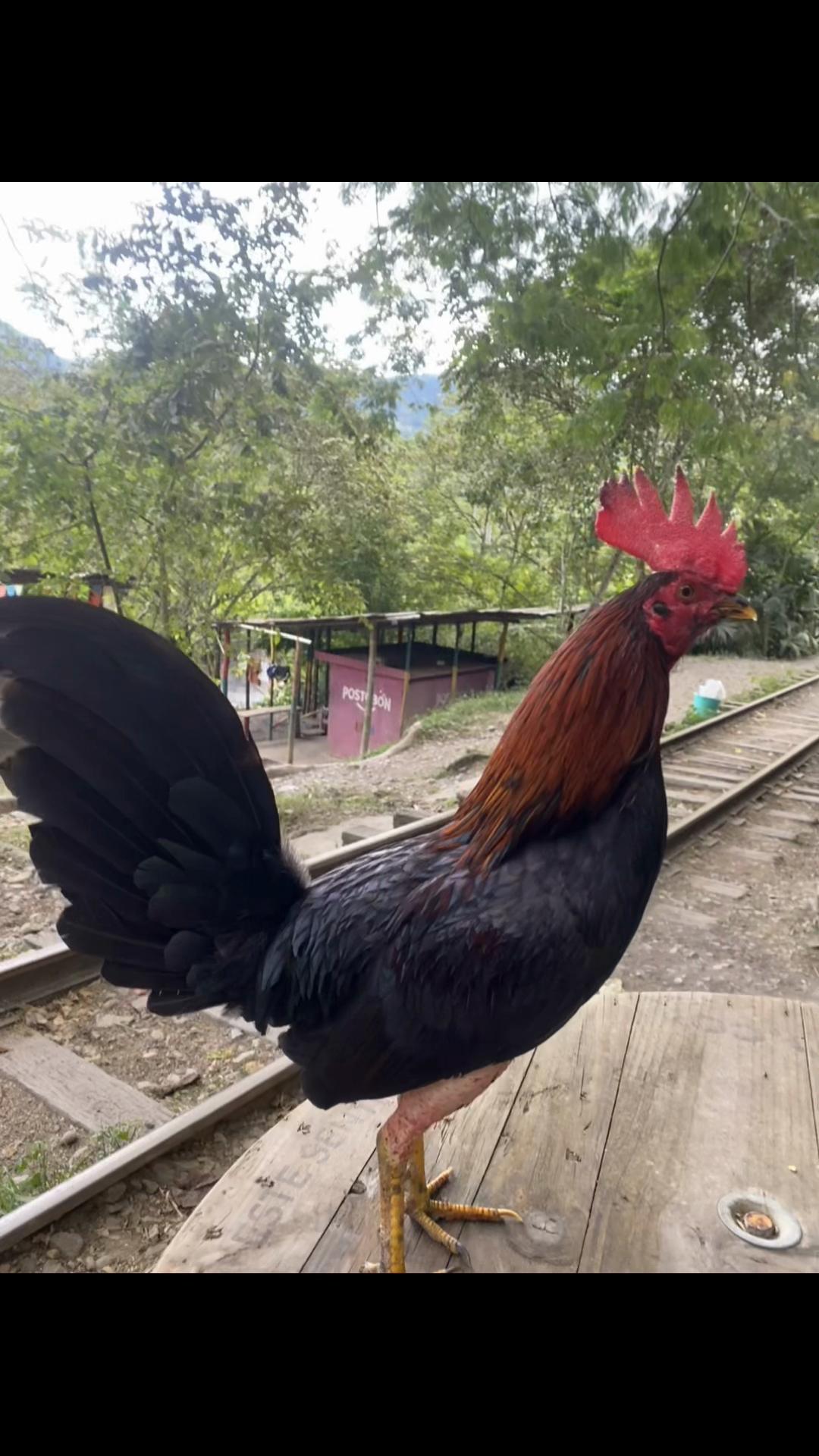@Felipe Niño