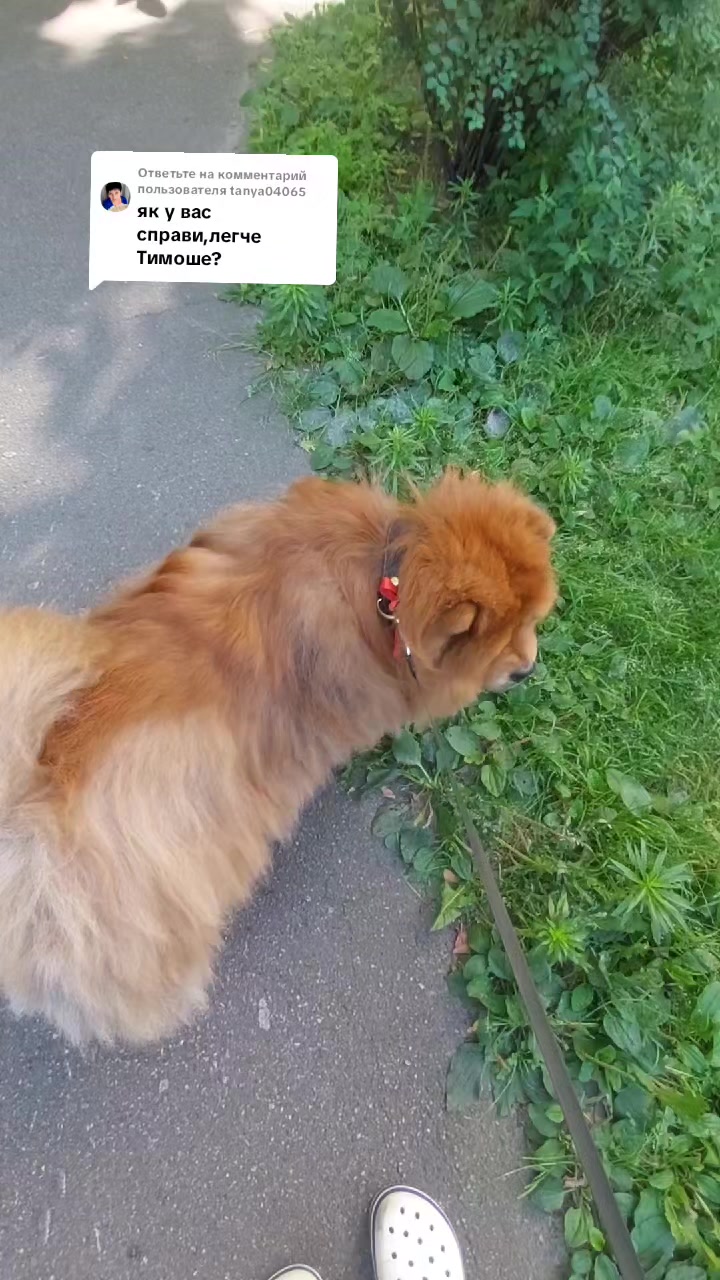 @Чау чау Тимоша❤️