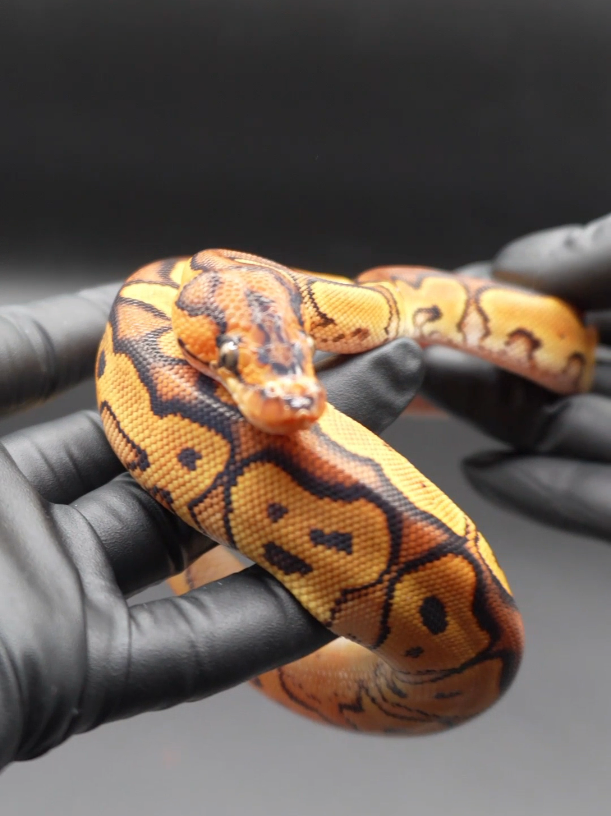 @Proxima Reptilis