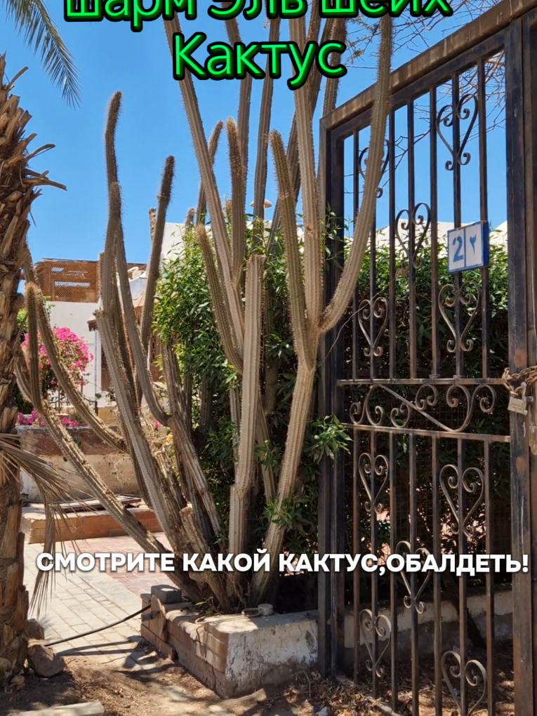 @Татьяна.Шарм Эль Шейх.
