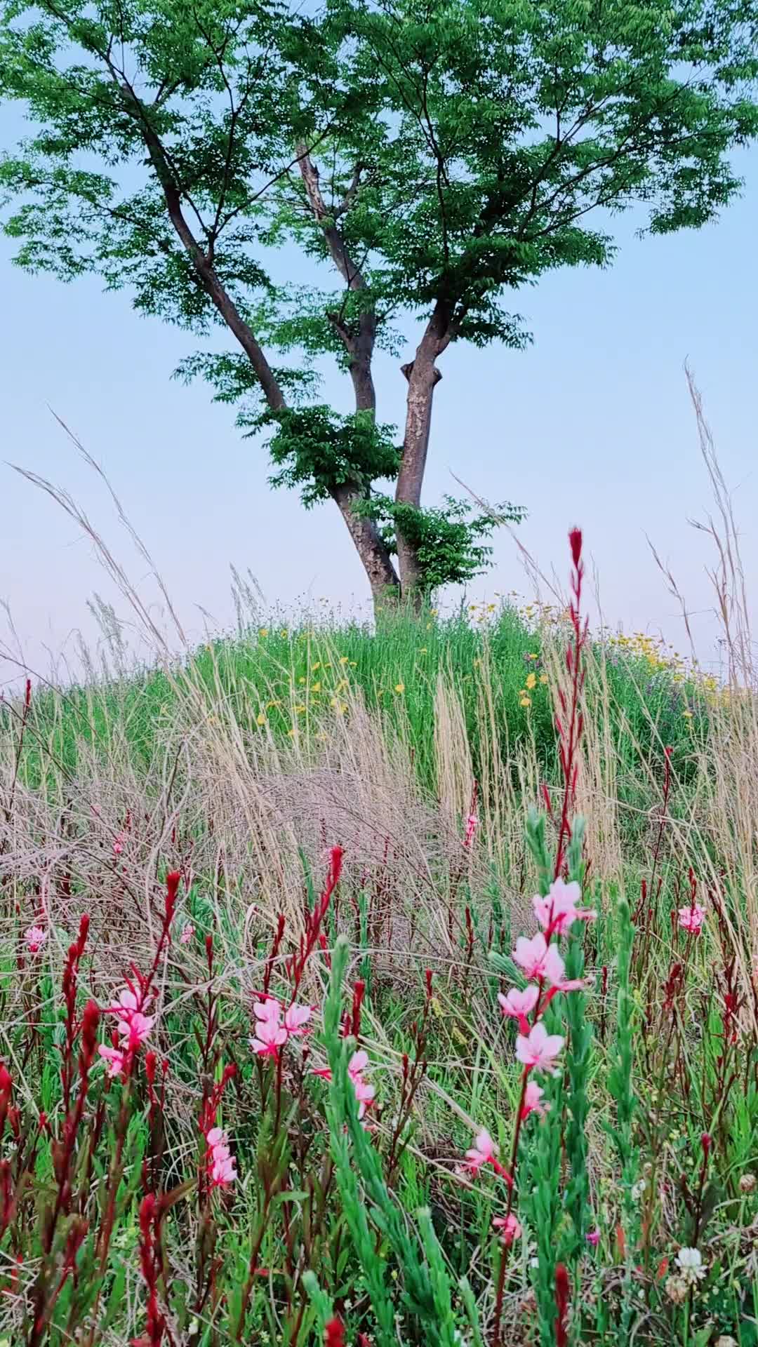 @캔디