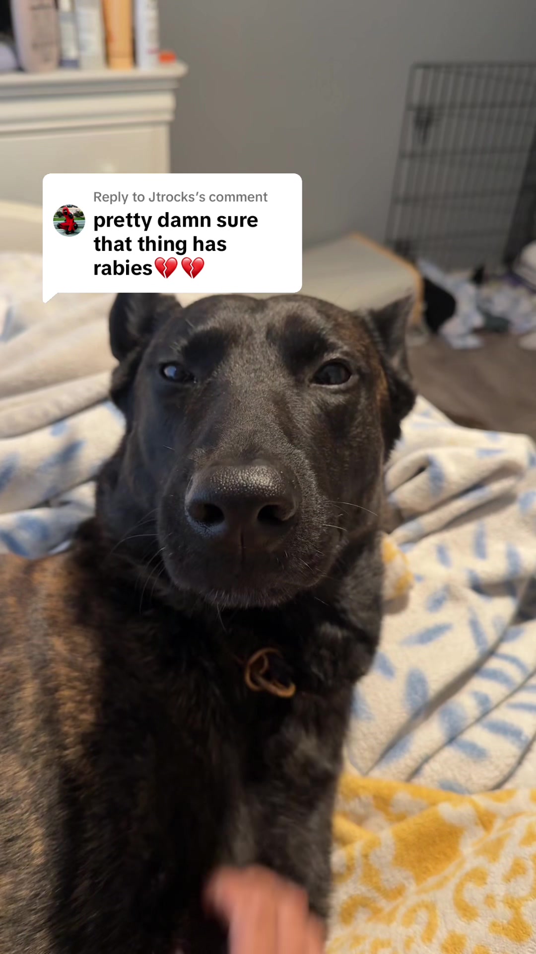 @🦭