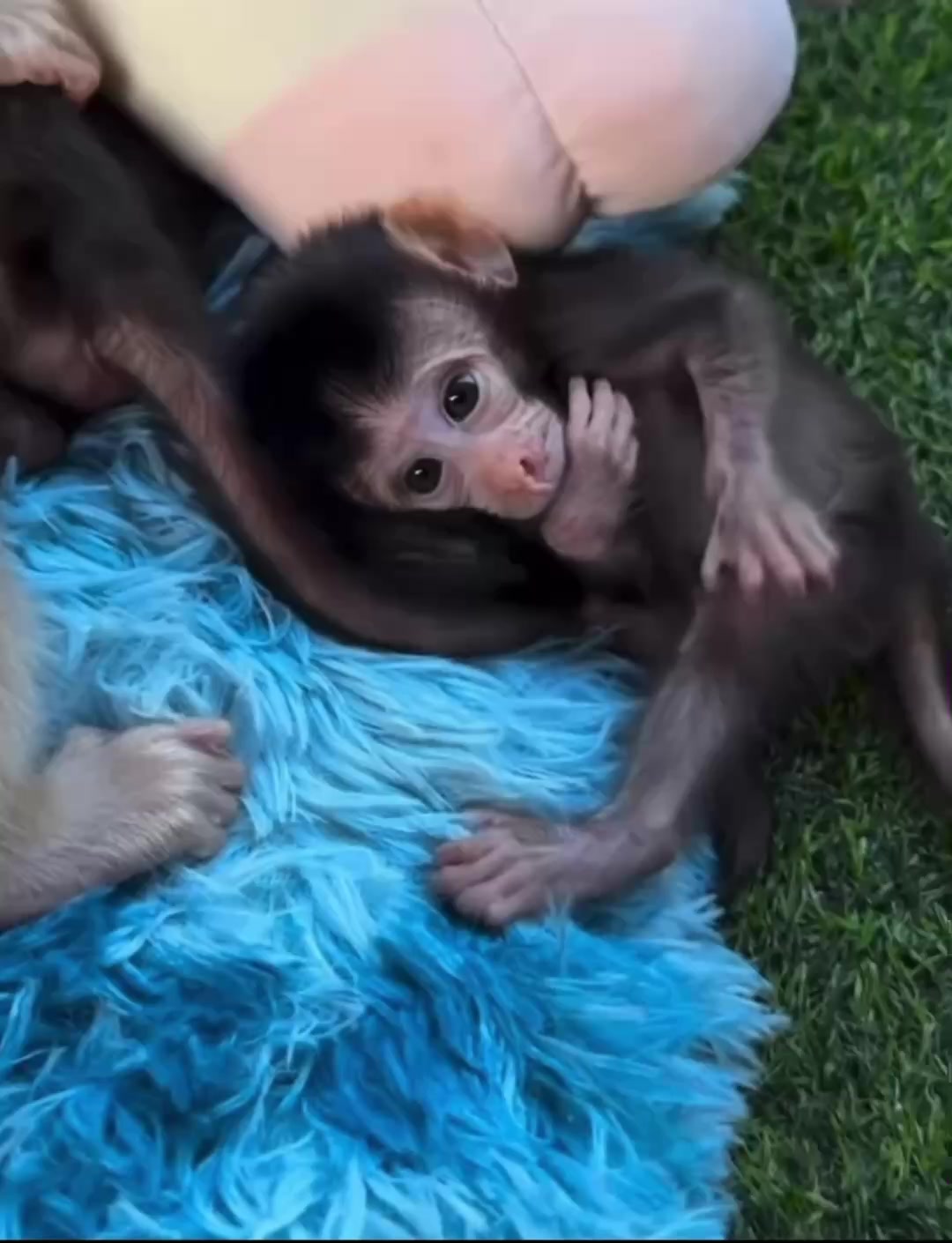 @monkey masaou1234