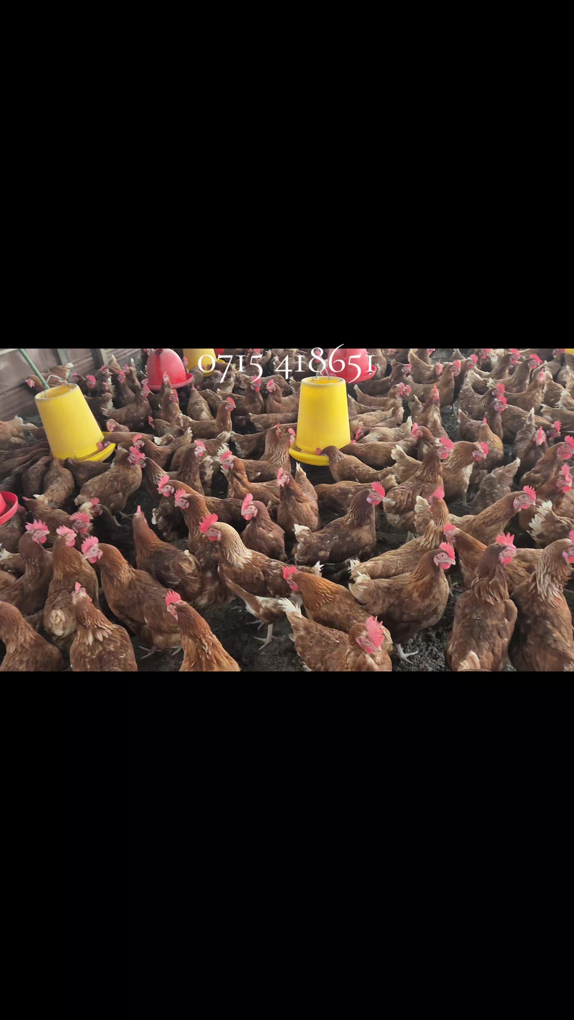 @stepfarm