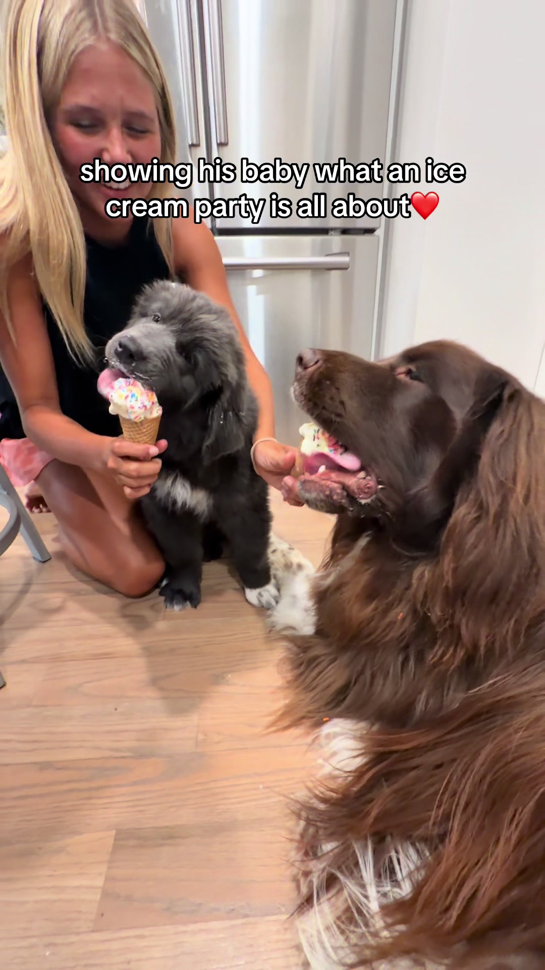 @Chewy The Newfoundland