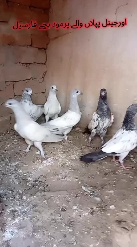 @Piplan pigeons Sale point๐