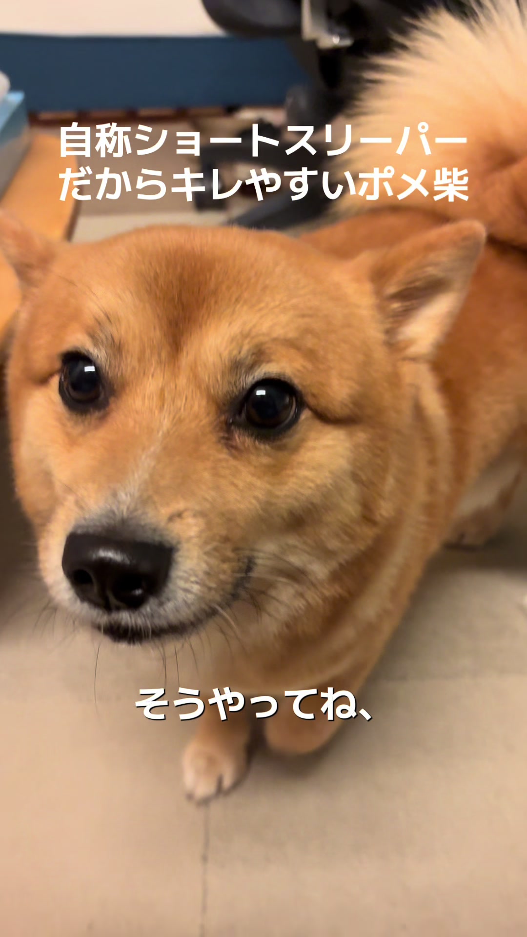 @ポメ柴もなか(もちゃ)୭