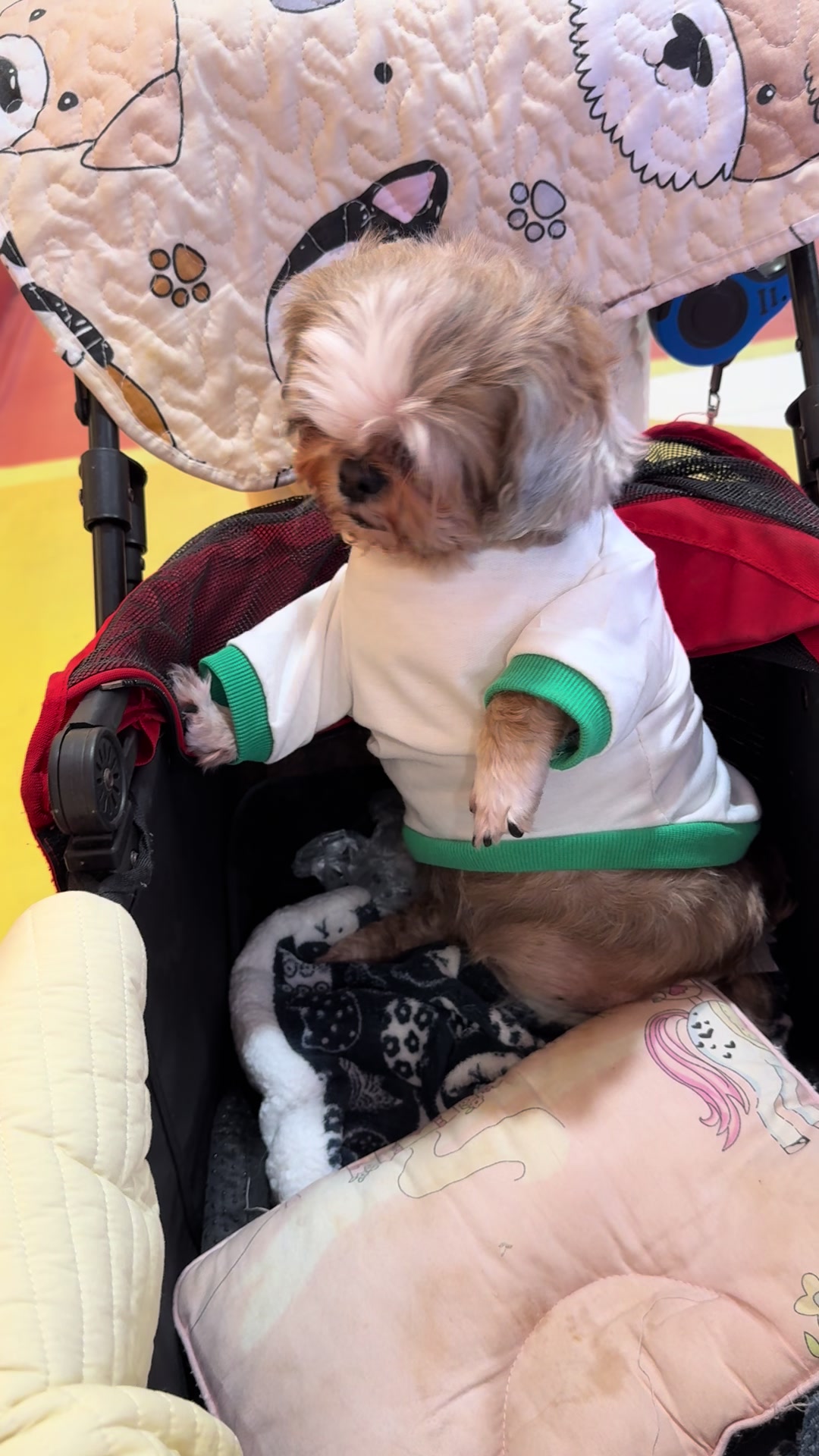 @Nella and Lucky the Shih🐶
