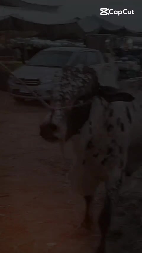 @shamoo🥰🥰🥰