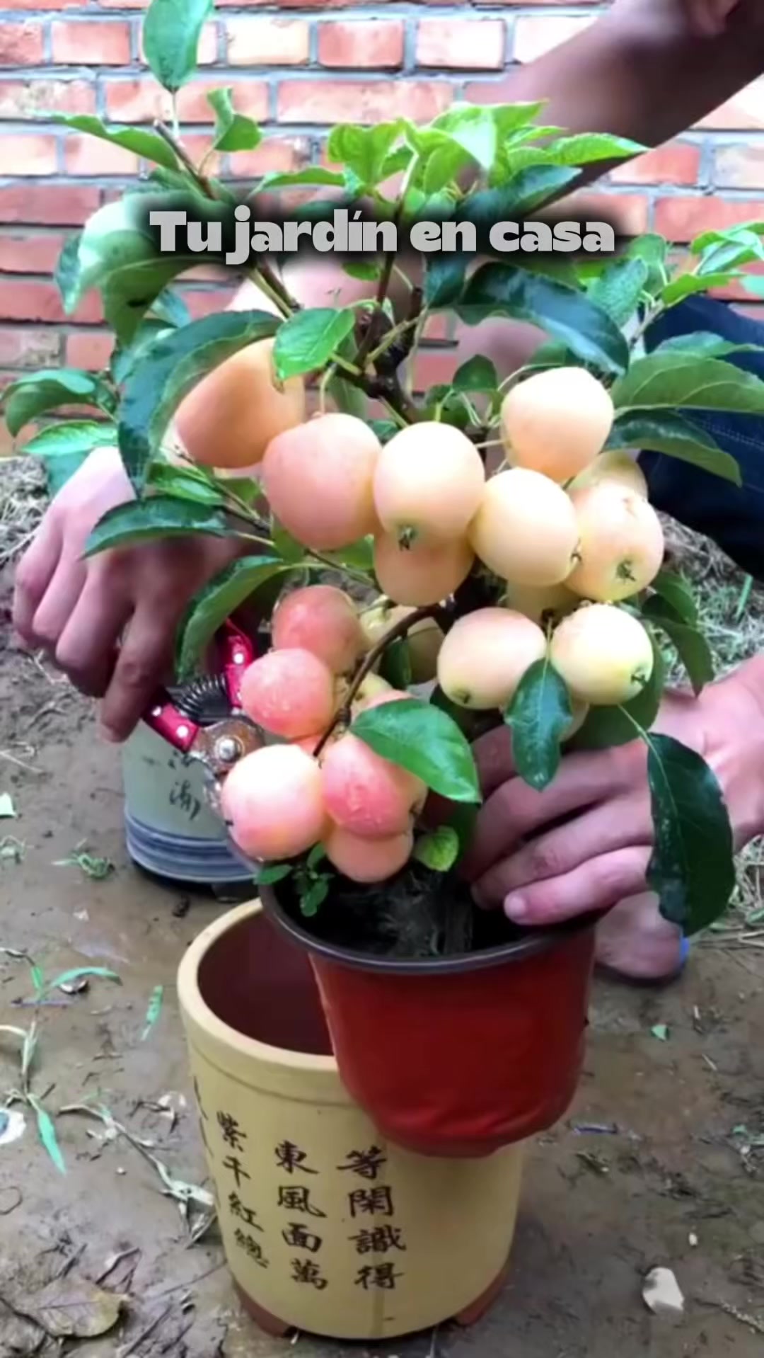 @Tu jard&iacute;n en casa