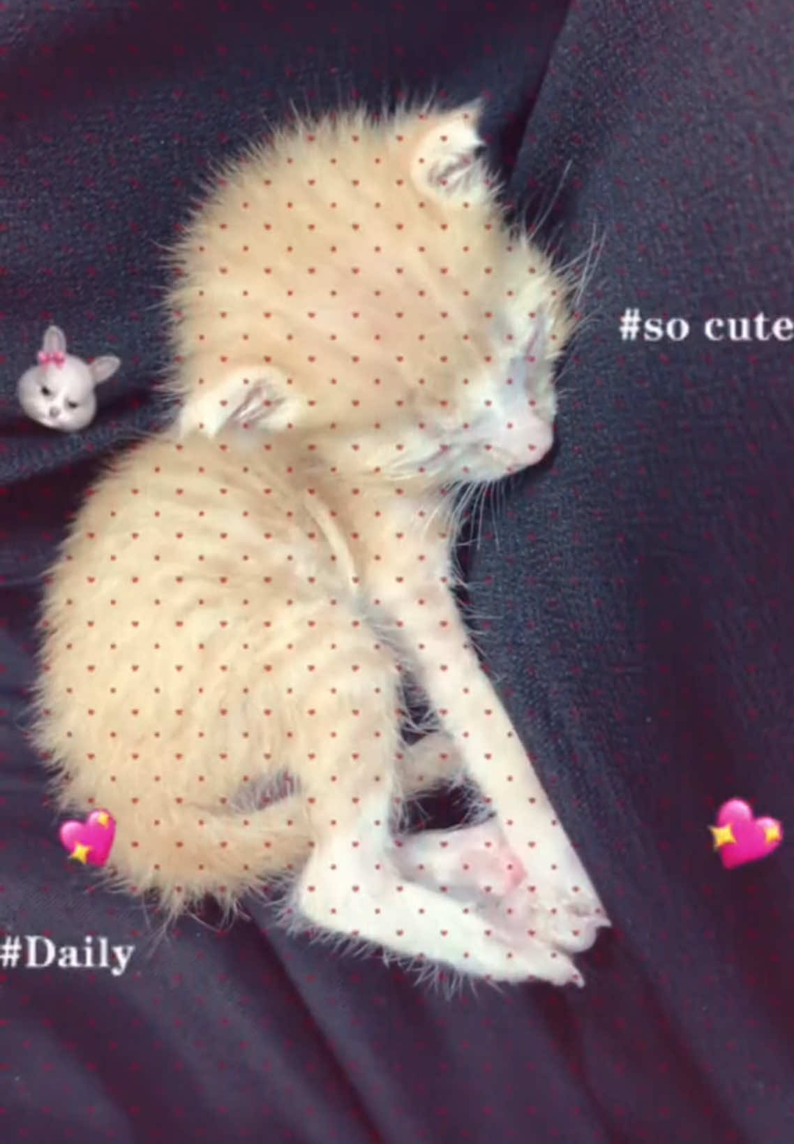 @Trú mèo tên mimi