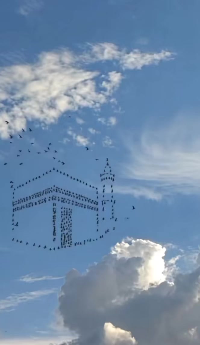 @𝐄ℒ-𝐡𝒶𝓂ℴ𝓂𝒾𝐲𝟎𝟏🕊️