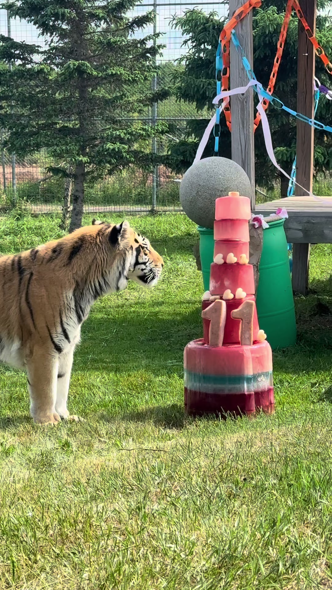 @The Wildcat Sanctuary
