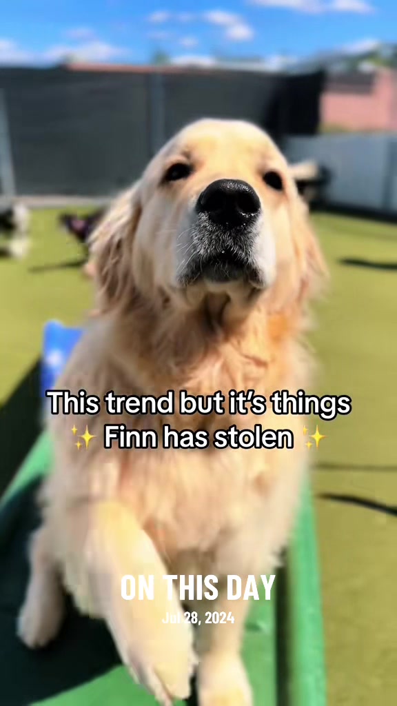 @Canine College