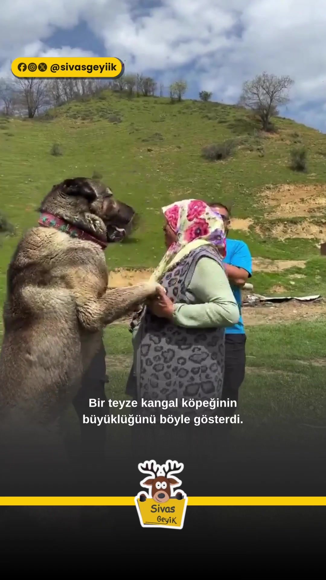 @Muğla Geyik