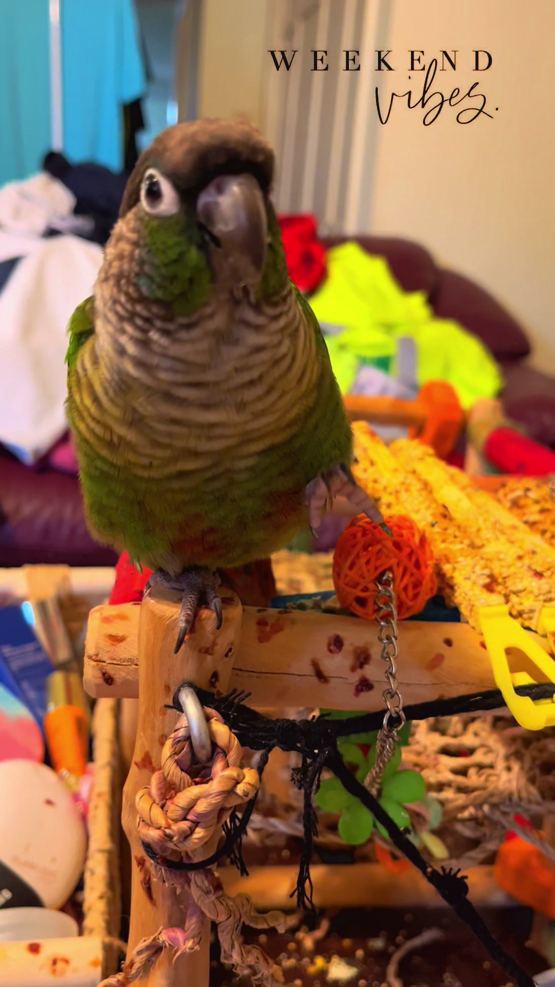 @Houdini 🦜🧚&zwj;♀️💕