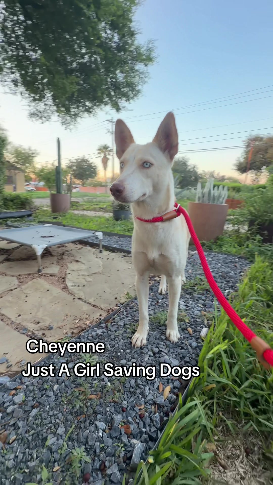 @Just A Girl Saving Dogs