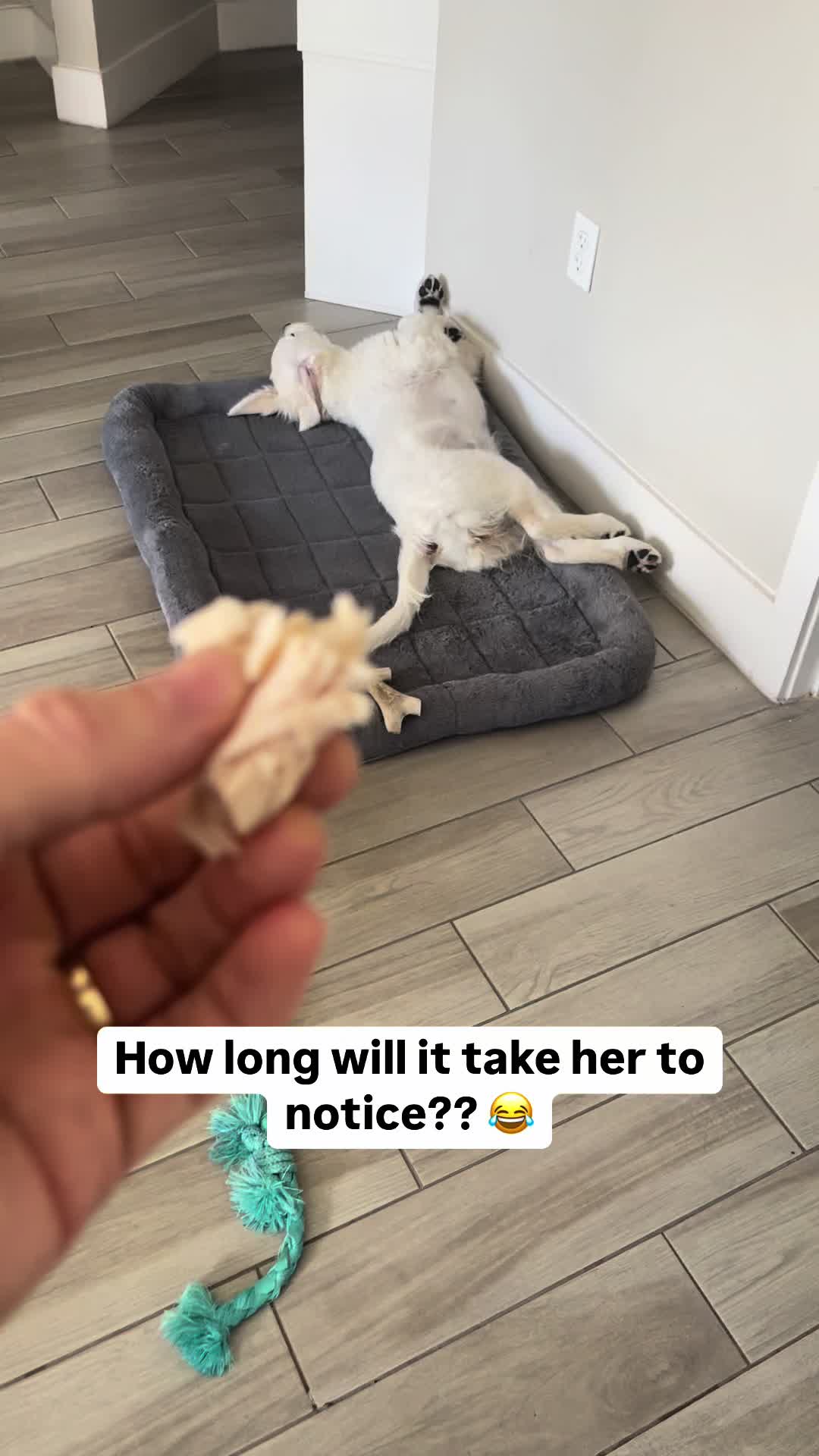@PetFitness