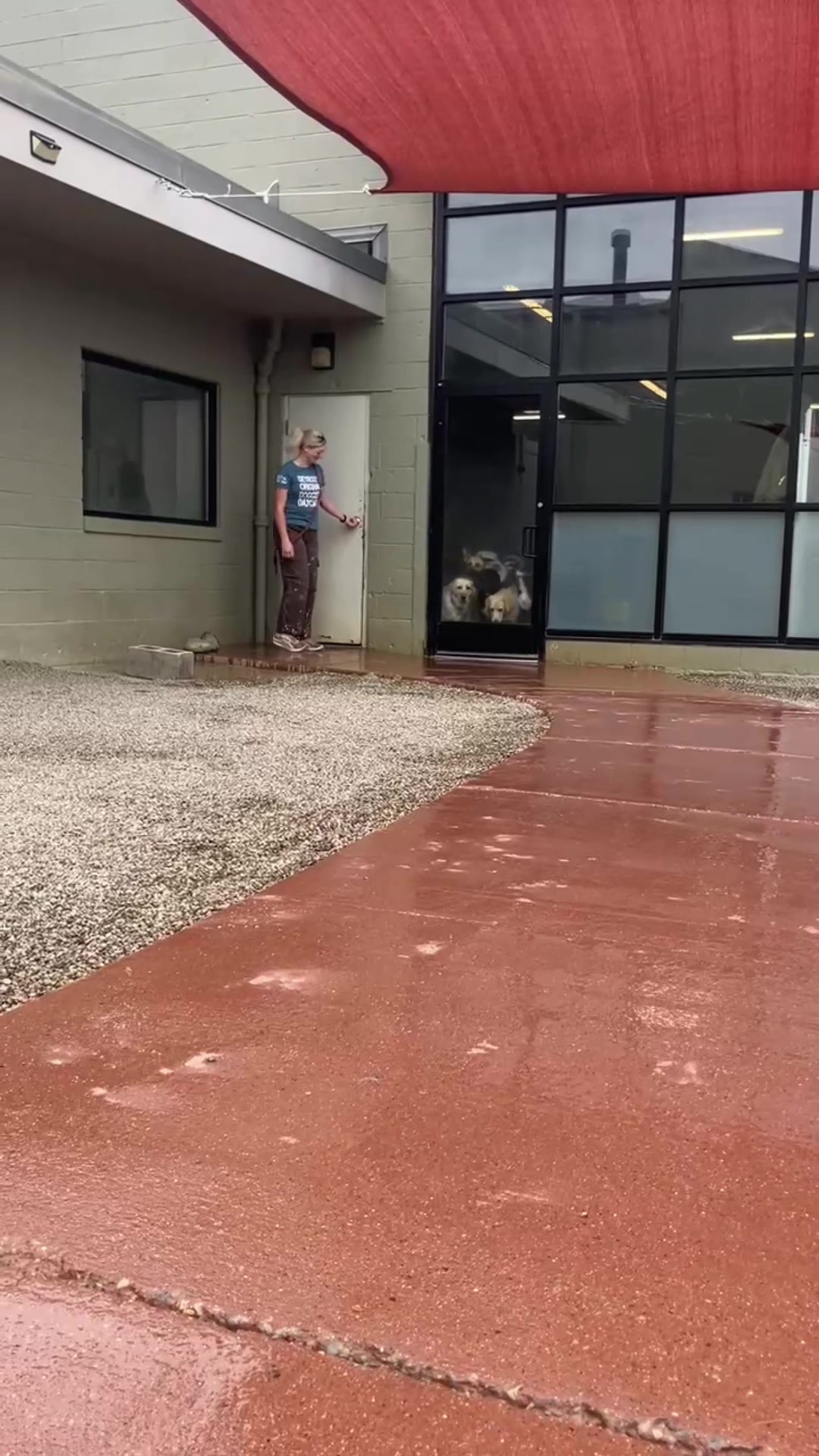 @Doggieinthewindow