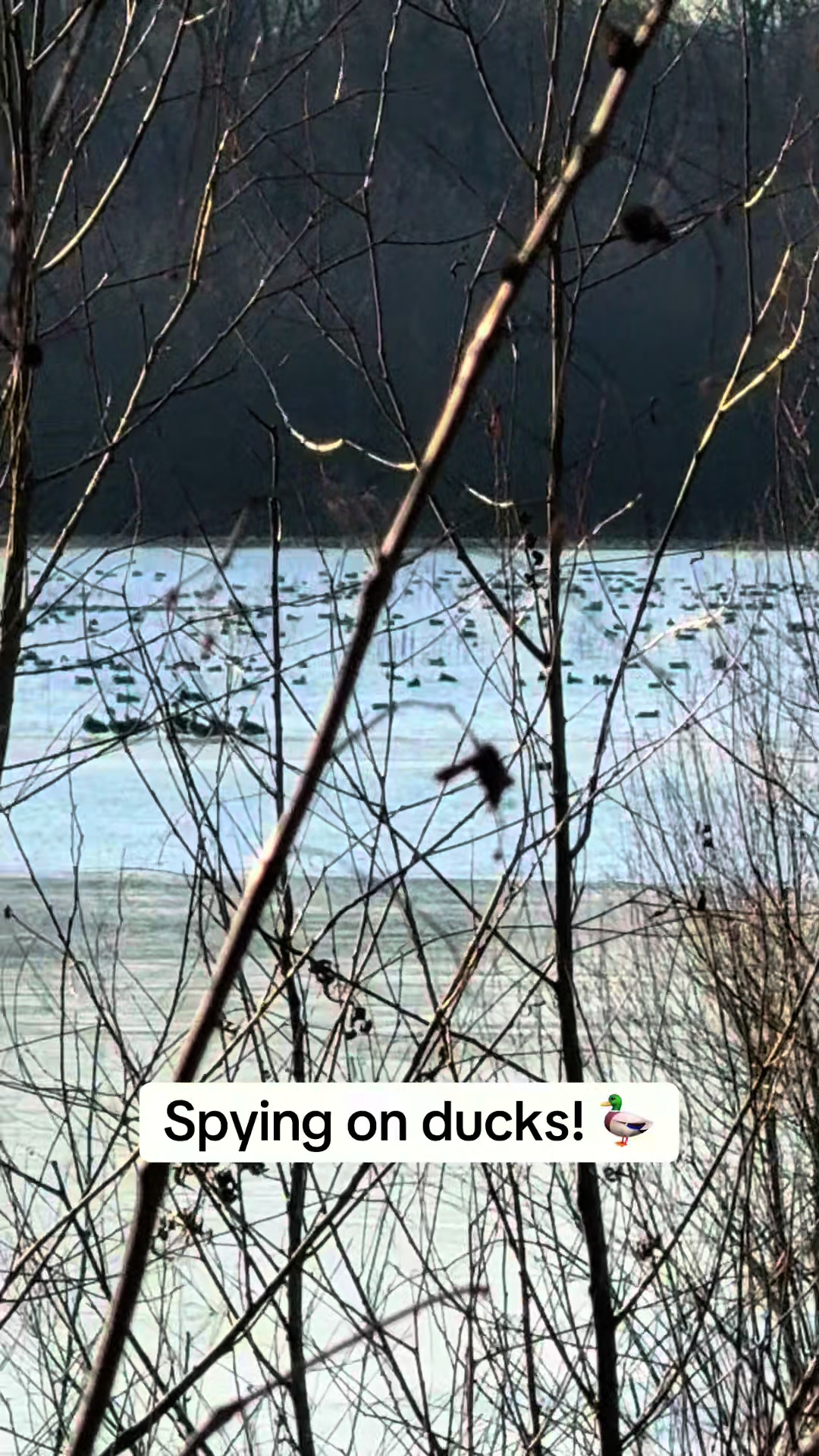 @nickduckman