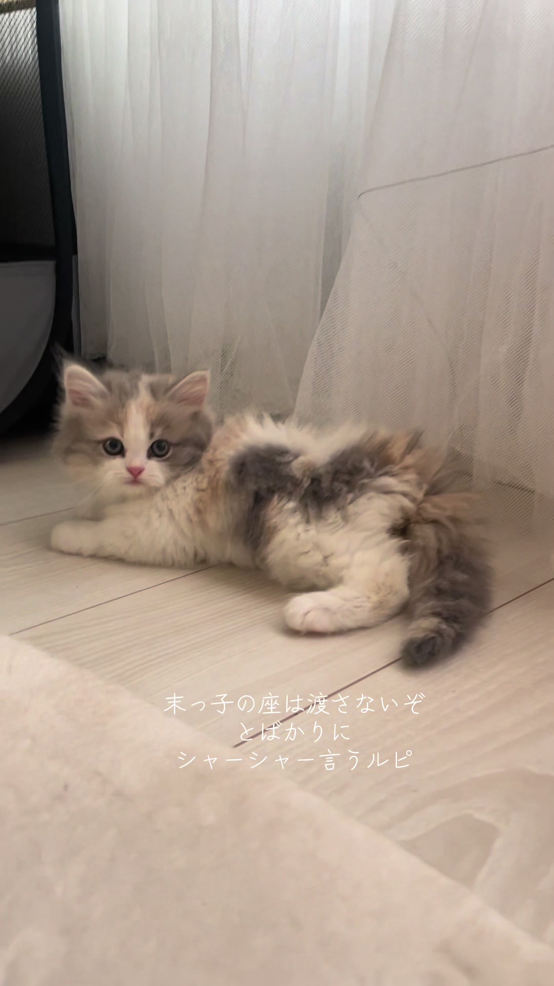 @うちの猫ニョン姉妹