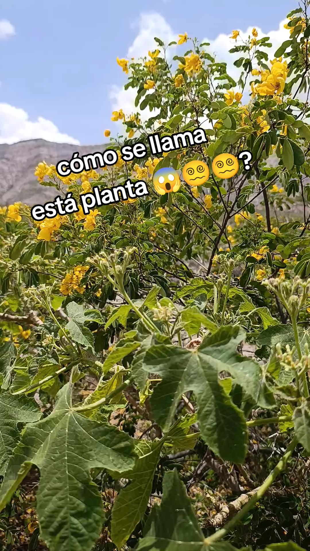 @NacsonPieGrande