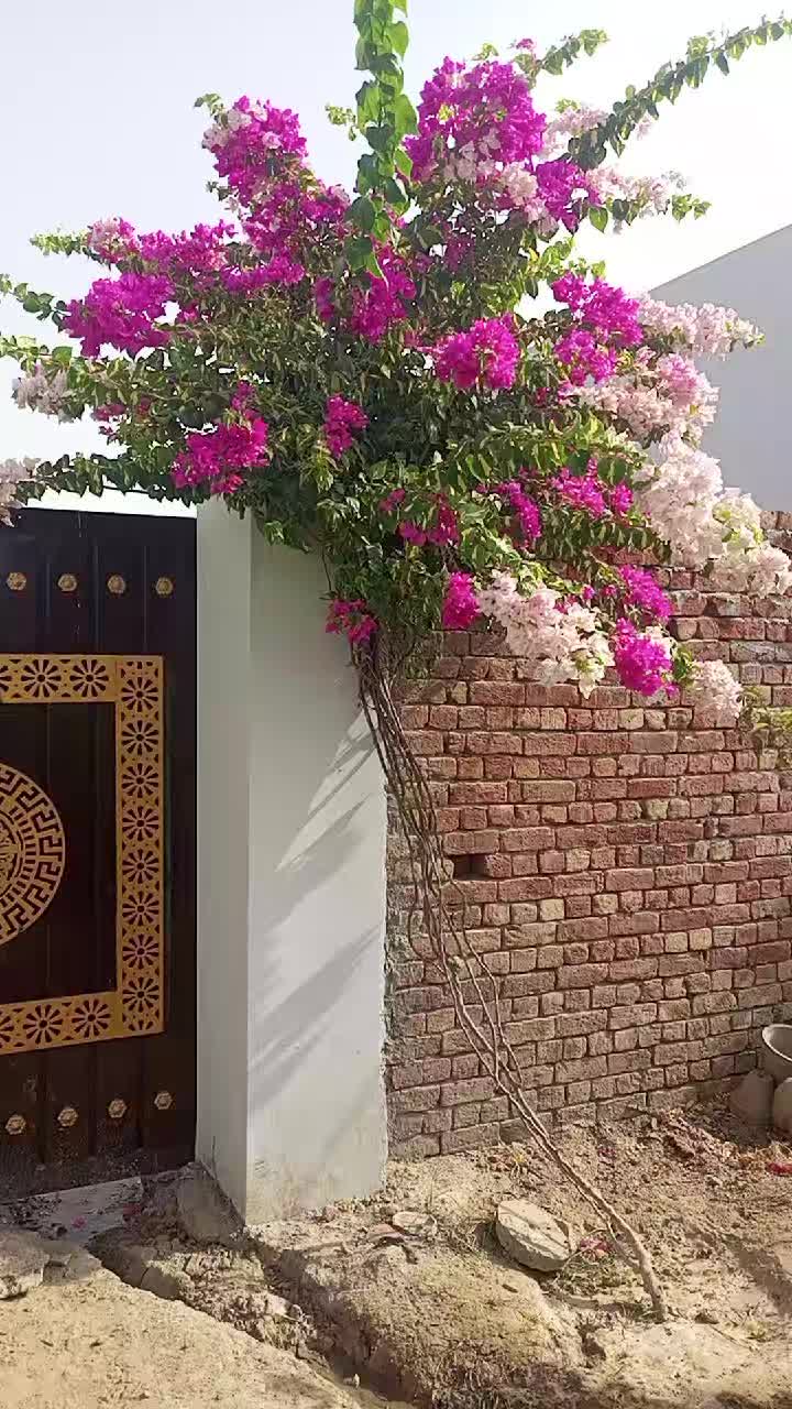 @جام خلیل خانپور