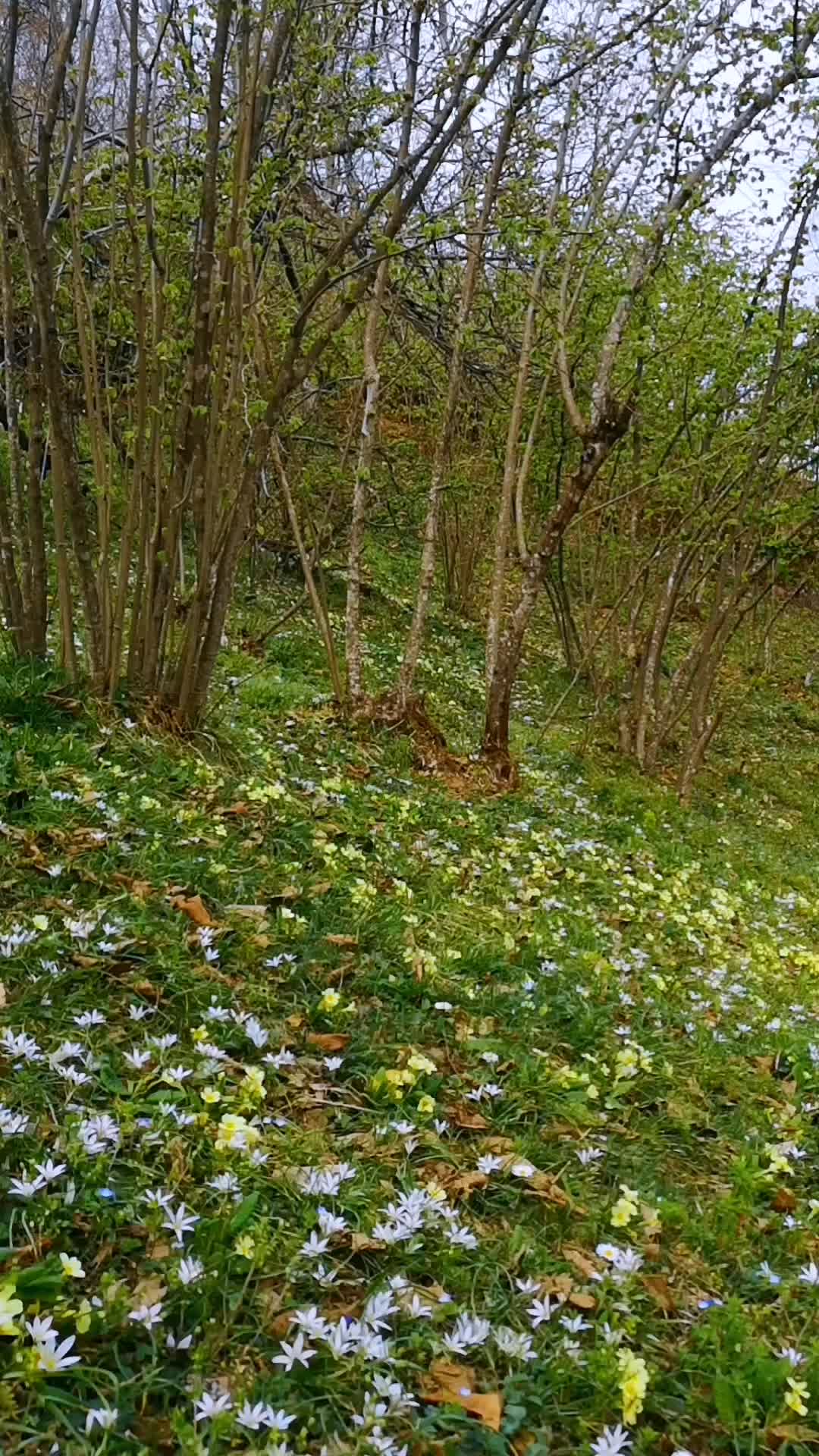 @Zoğa