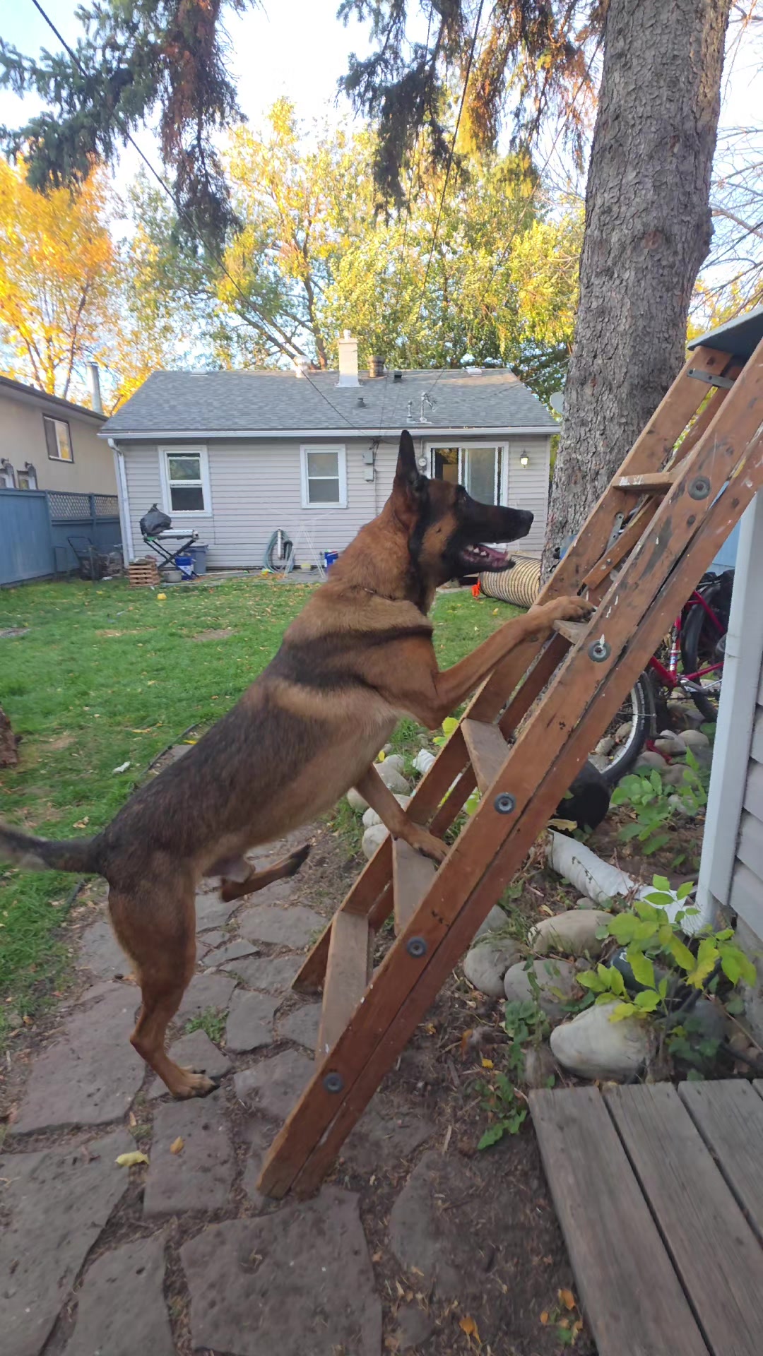 @RaisingHell.Hounds🇨🇦