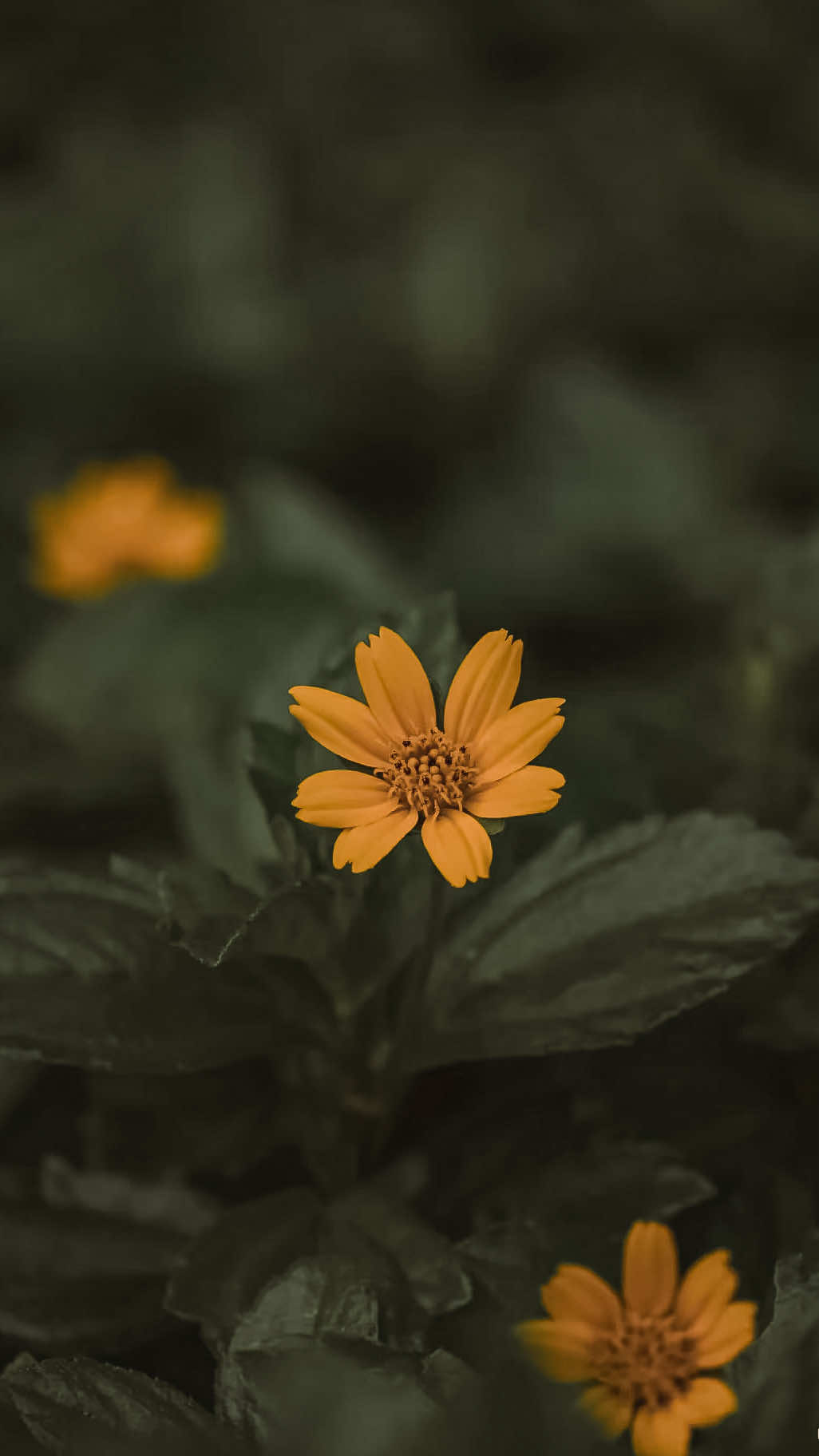@𝑻𝒂̂𝒏 𝑻𝒉𝒊