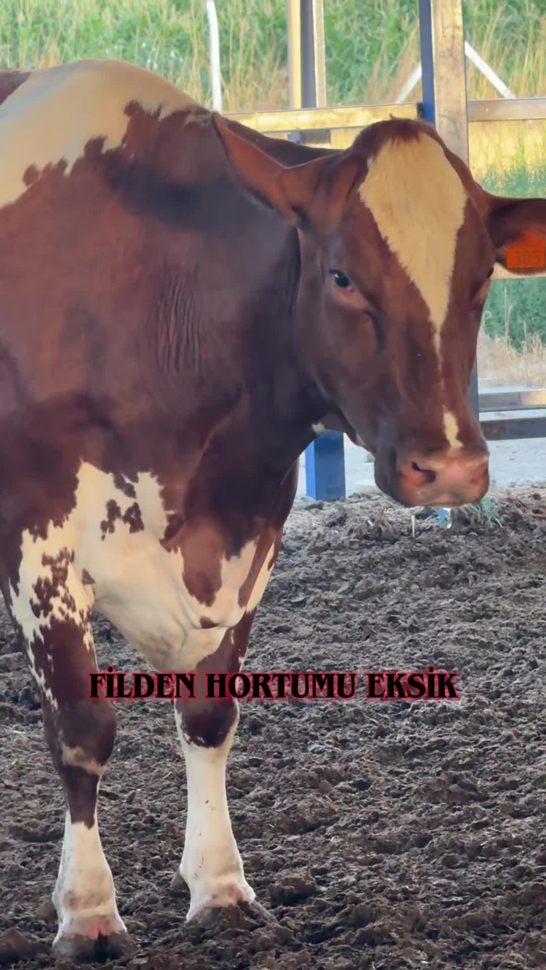@CELEP SİNAN UÇAR