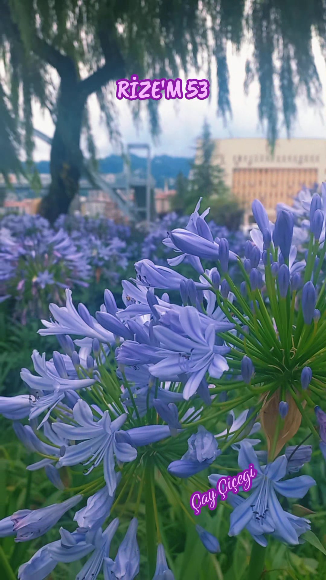 @Çay çiçeği-53
