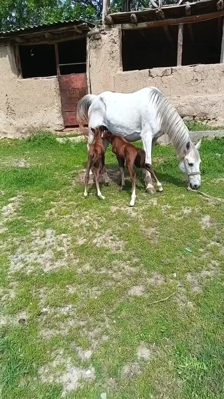 @Fermer qız 023