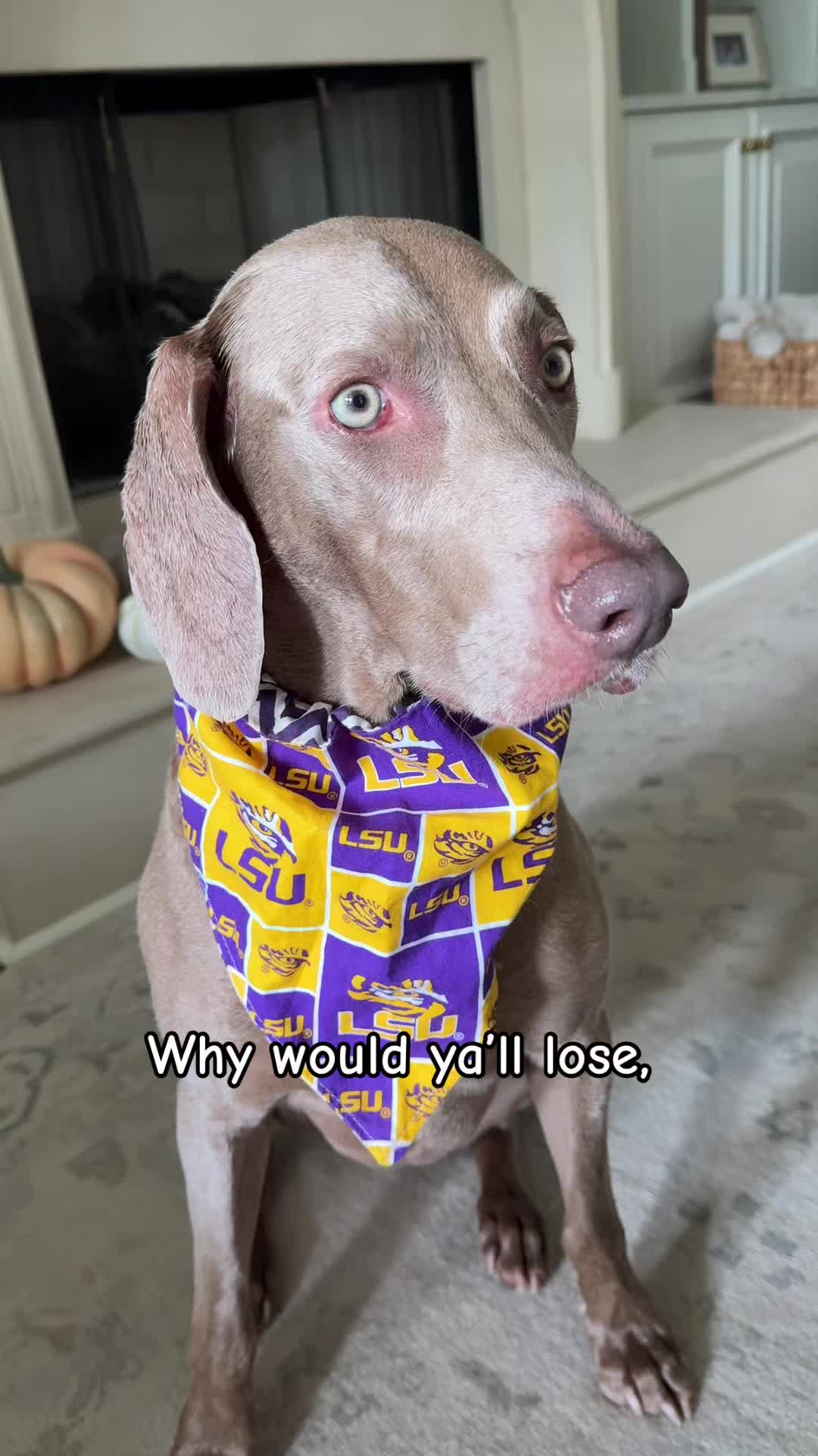 @Zoey the Weim