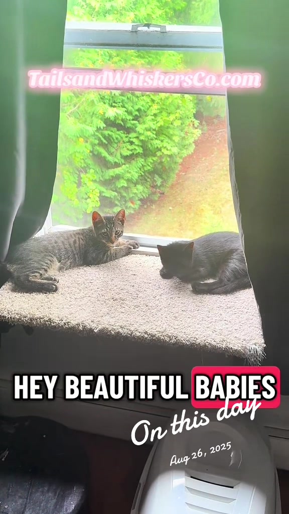 @TailsandWhiskersCo