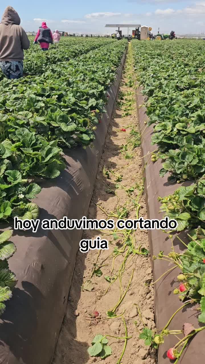 @🇲🇽🐦&zwj;⬛🪺VASQUEZ🚚🌪💎