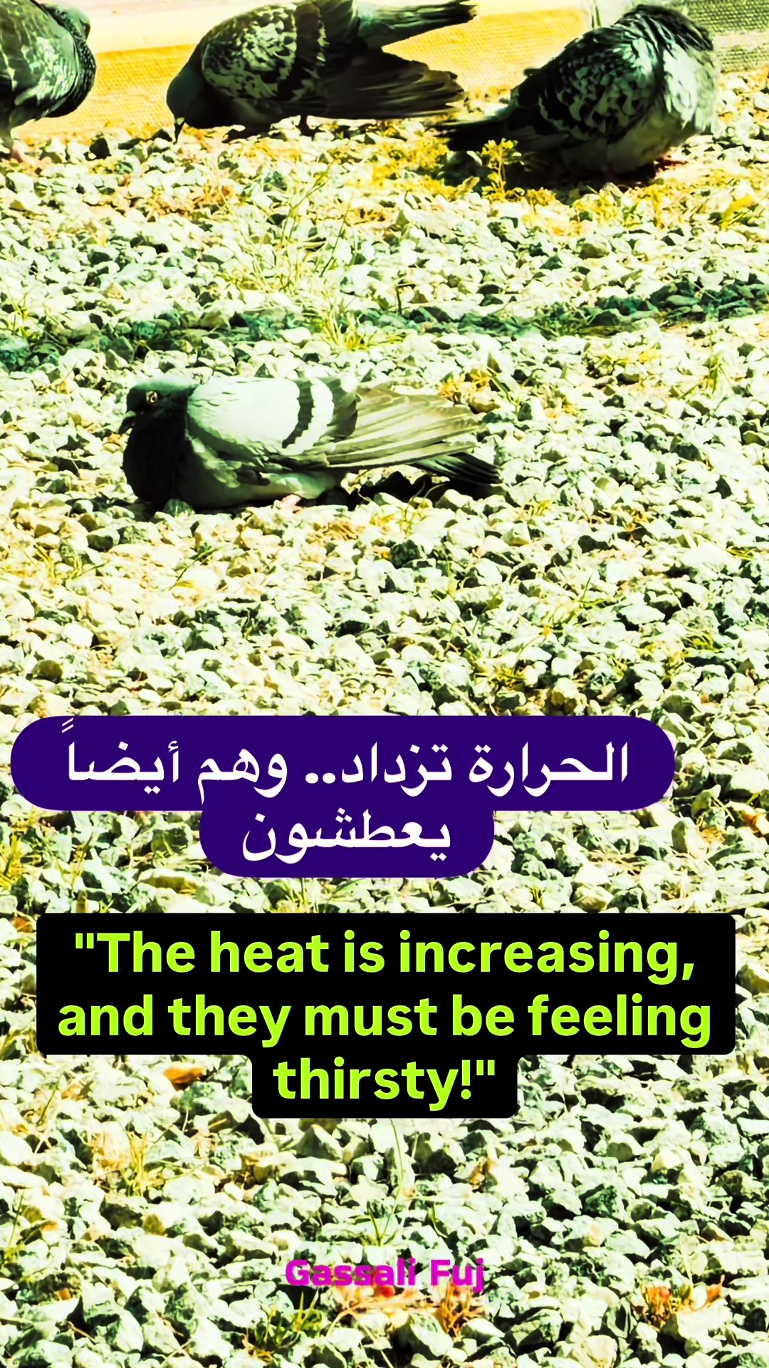 @Fujairah Lovers