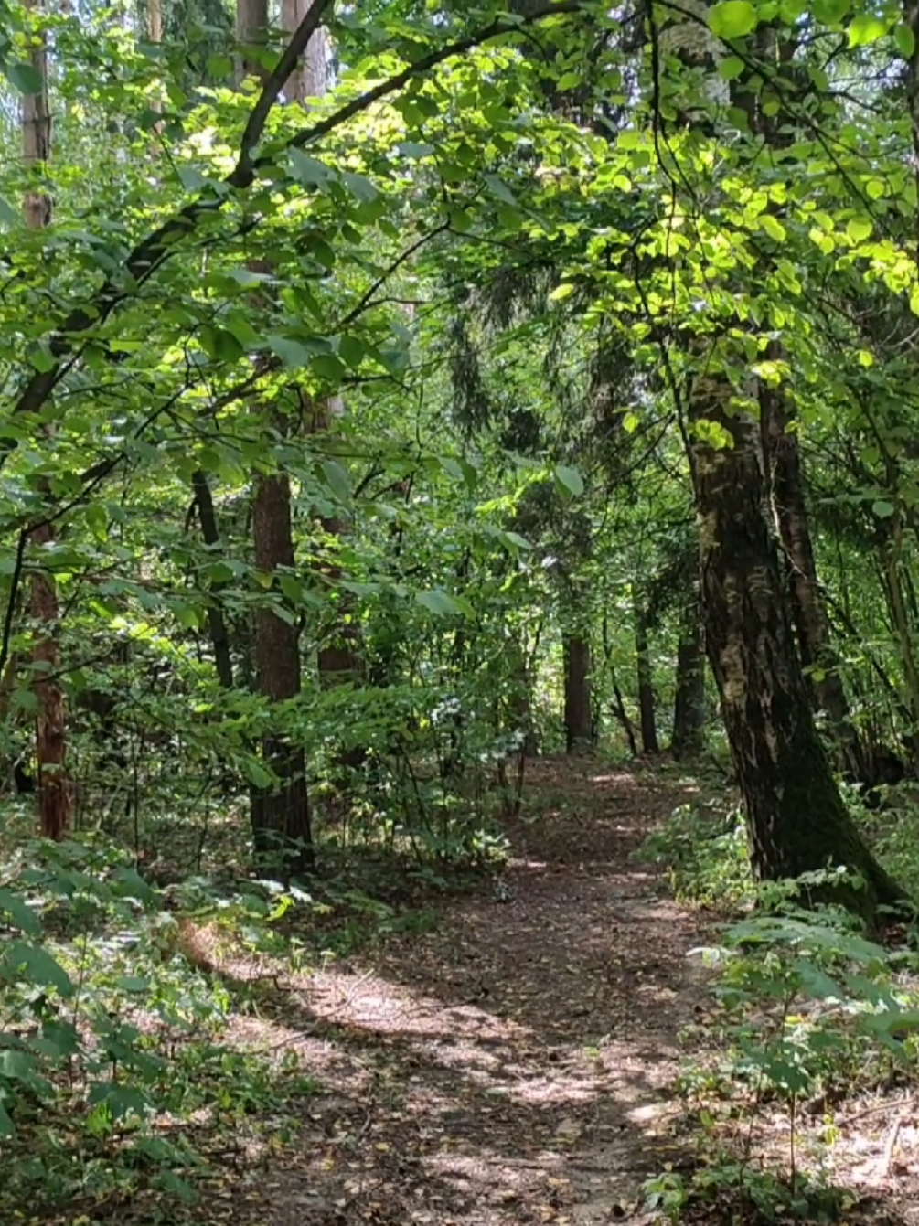 @khvoyny🌲