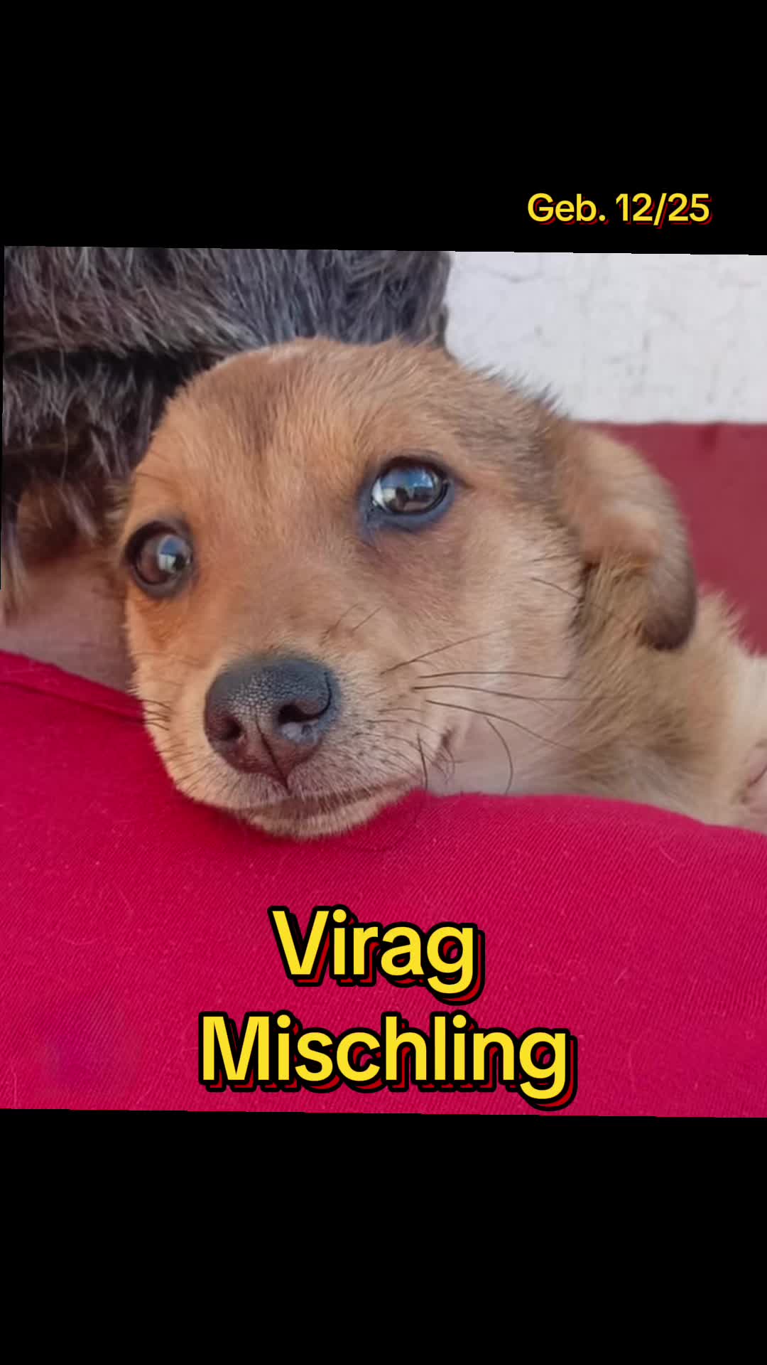 @Hundehilfe Bakony e.V.